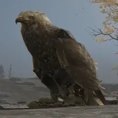 Eagle