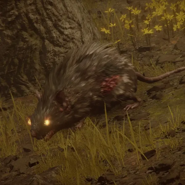Giant Rat
