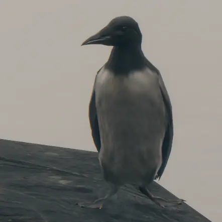 Guillemot