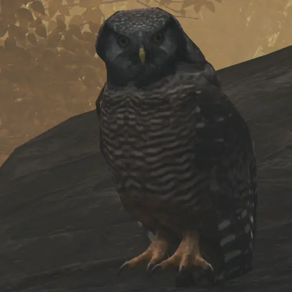 Owl