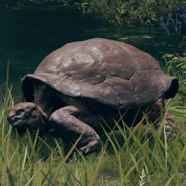 Turtle