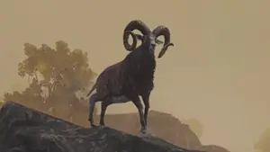Wild Mouflon